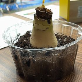 Photo of the plant species Giant Amaryllis by @VBCADub22 named Bunnyrose on Greg, the plant care app