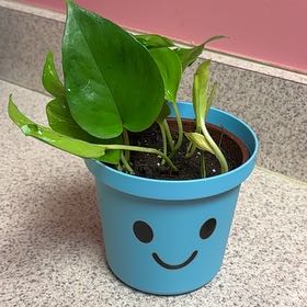 Photo of the plant species Epipremnum Champs-Elysees by @VBCADub22 named ASAP Rocky on Greg, the plant care app