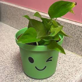 Photo of the plant species Epipremnum Champs-Elysees by @VBCADub22 named Rihanna on Greg, the plant care app