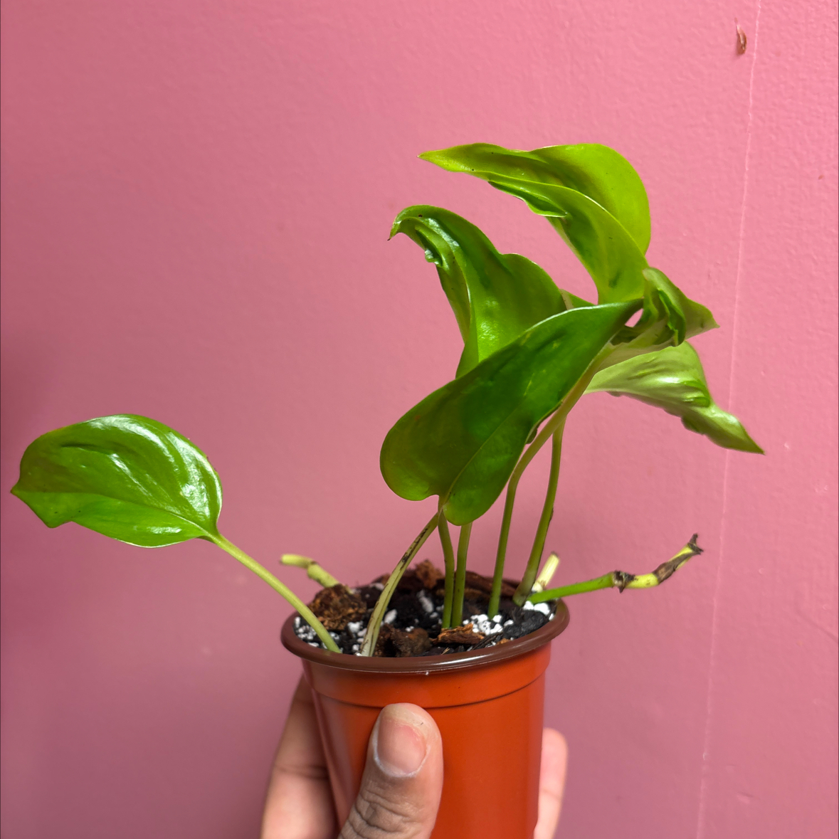 Photo of the plant species Epipremnum Champs-Elysees by @VBCADub22 named Champs on Greg, the plant care app