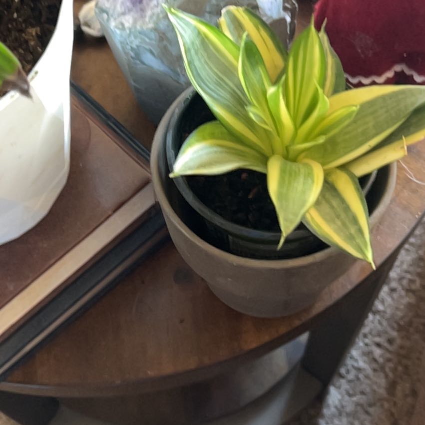 Photo of the plant species Birdsnest by @DandyLev named Bella on Greg, the plant care app