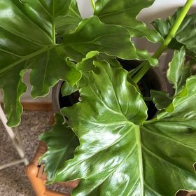 Photo of the plant species tree philodendron by @DandyLev named Philly on Greg, the plant care app
