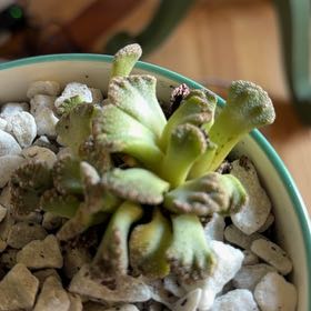 Photo of the plant species Concrete Leaf Living Stone by @PiquantMoss84 named Sanders on Greg, the plant care app