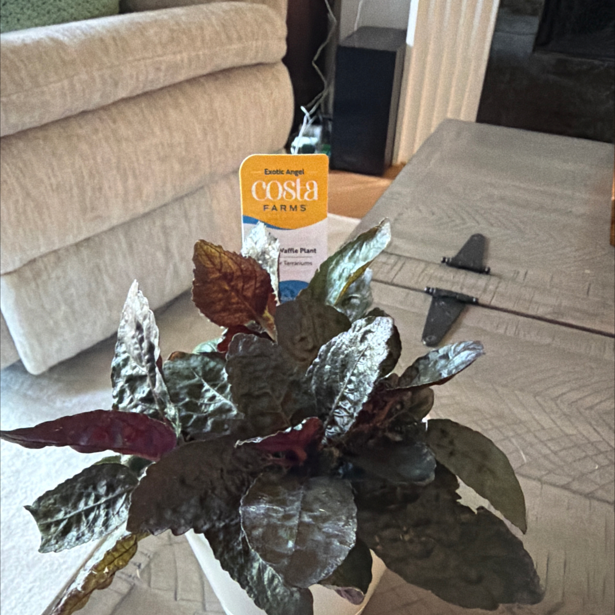 Photo of the plant species Purple Waffle Plant by @PiquantMoss84 named Sahara on Greg, the plant care app