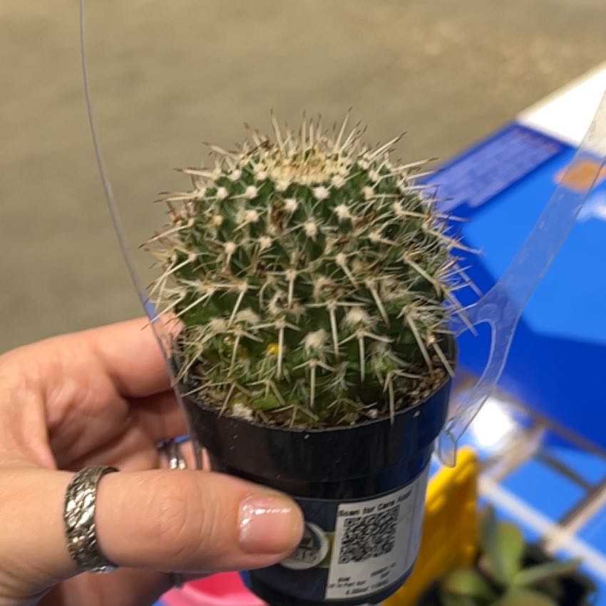 Photo of the plant species Mammillaria karwinskiana 'Nejapensis' by @ComposedLukiwan named Orwell on Greg, the plant care app