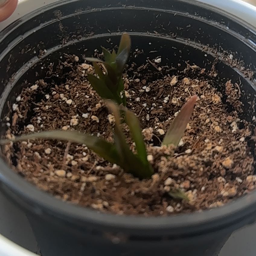 Photo of the plant species Aloe Black Gem by @FullMatgrass14 named Willow on Greg, the plant care app