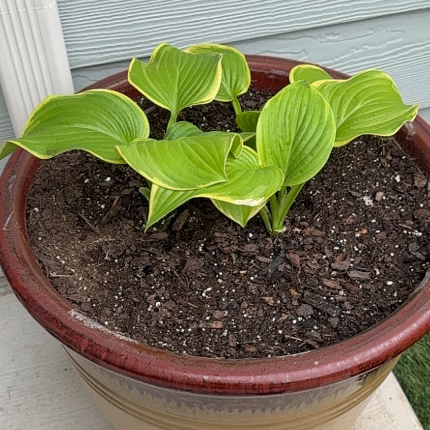 Photo of the plant species Hosta 'Halcyon' by @SirChaya72 named McKinley on Greg, the plant care app