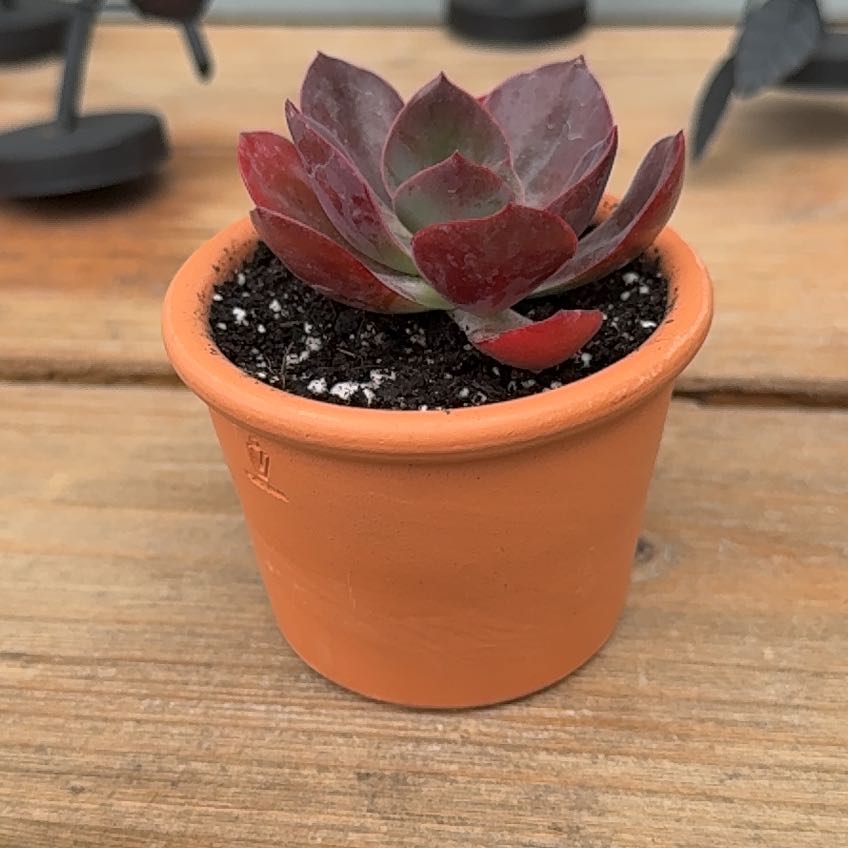 Photo of the plant species Echeveria 'Eliza' by @SirChaya72 named Eliza on Greg, the plant care app