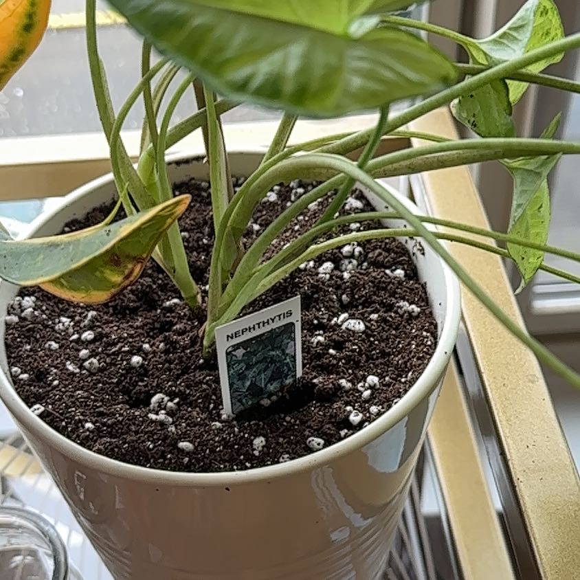 Photo of the plant species Arrowhead Vine by @HighPapaya77 named Orlando Bloom on Greg, the plant care app