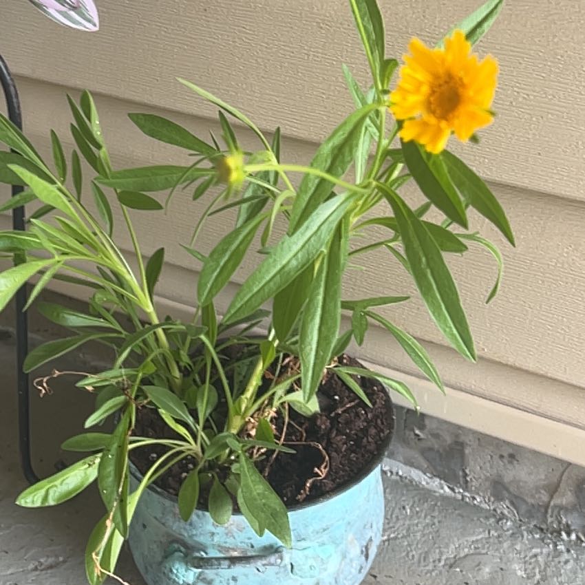 Photo of the plant species Lanceleaf Tickseed by @DyeaT named Beyonce on Greg, the plant care app