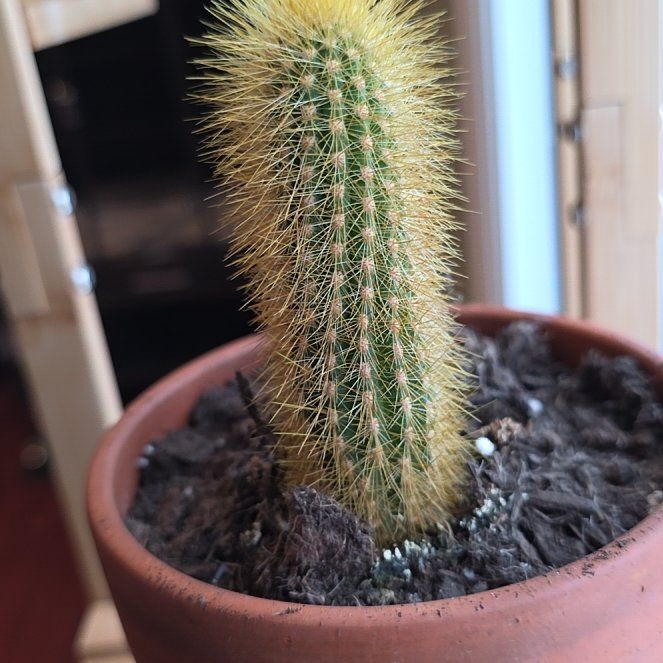 Photo of the plant species Assorted Weberbauerocereus by @VipFlax5 named Mochi on Greg, the plant care app