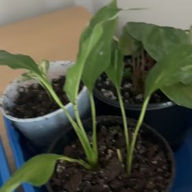 Photo of the plant species Variegated Peace Lily by @Rainyboots named Disco on Greg, the plant care app
