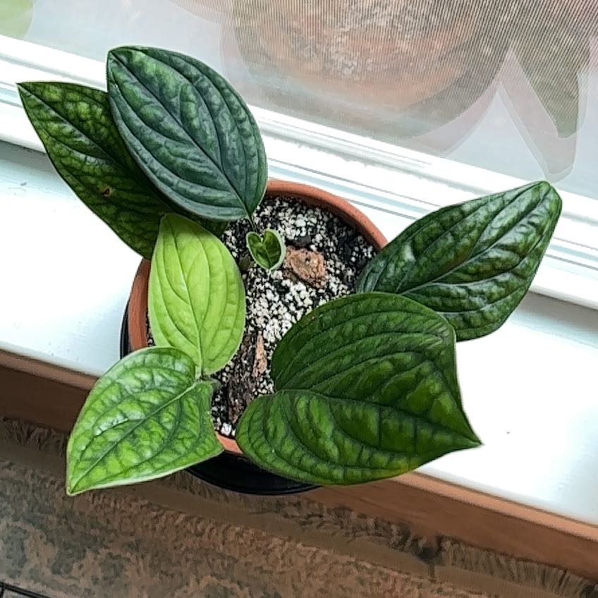 Photo of the plant species Monstera Peru by @Rainyboots named Messi on Greg, the plant care app