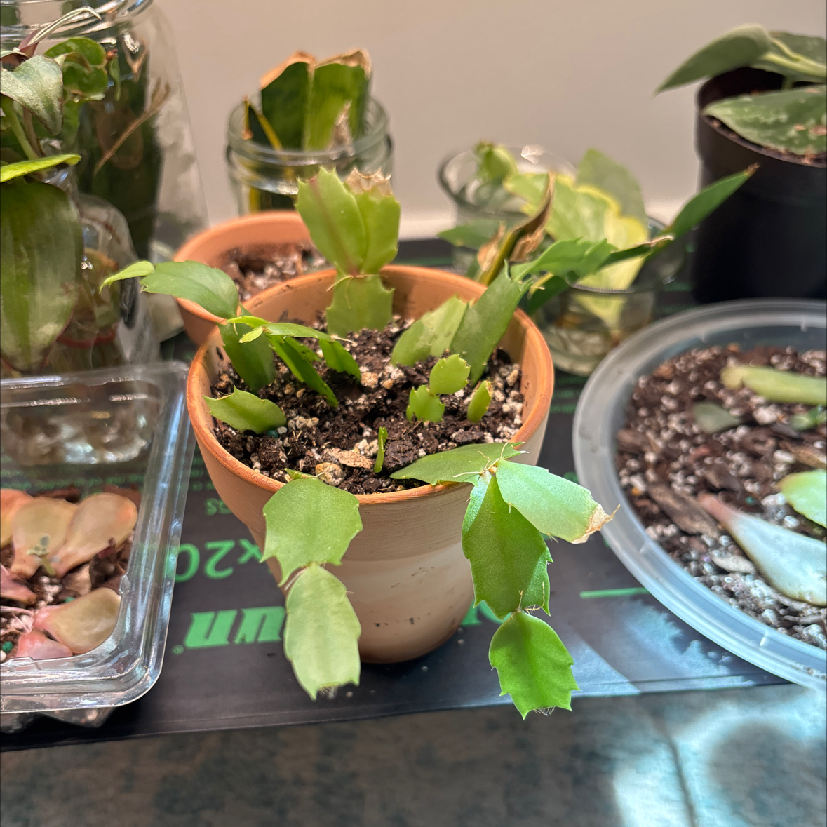 Photo of the plant species Thanksgiving Cactus by @Rainyboots named Forrest on Greg, the plant care app