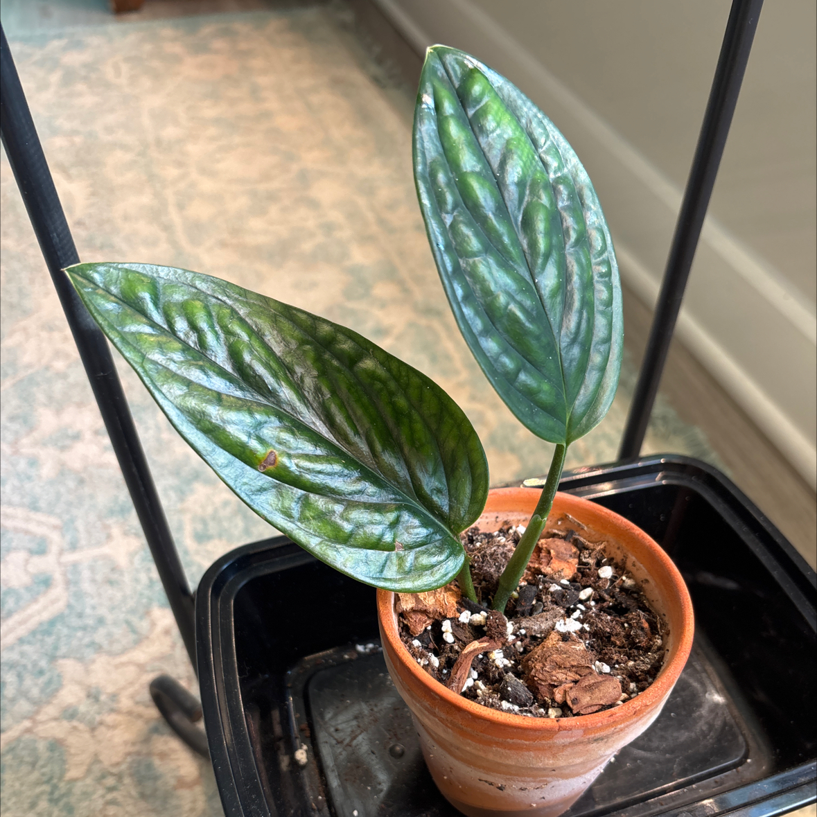 Photo of the plant species Monstera Peru by @Rainyboots named Athena on Greg, the plant care app