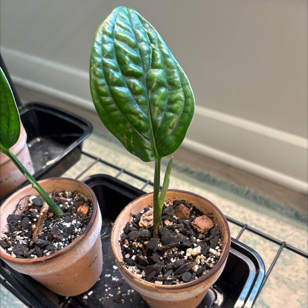 Photo of the plant species Monstera Peru by @Rainyboots named Stella on Greg, the plant care app