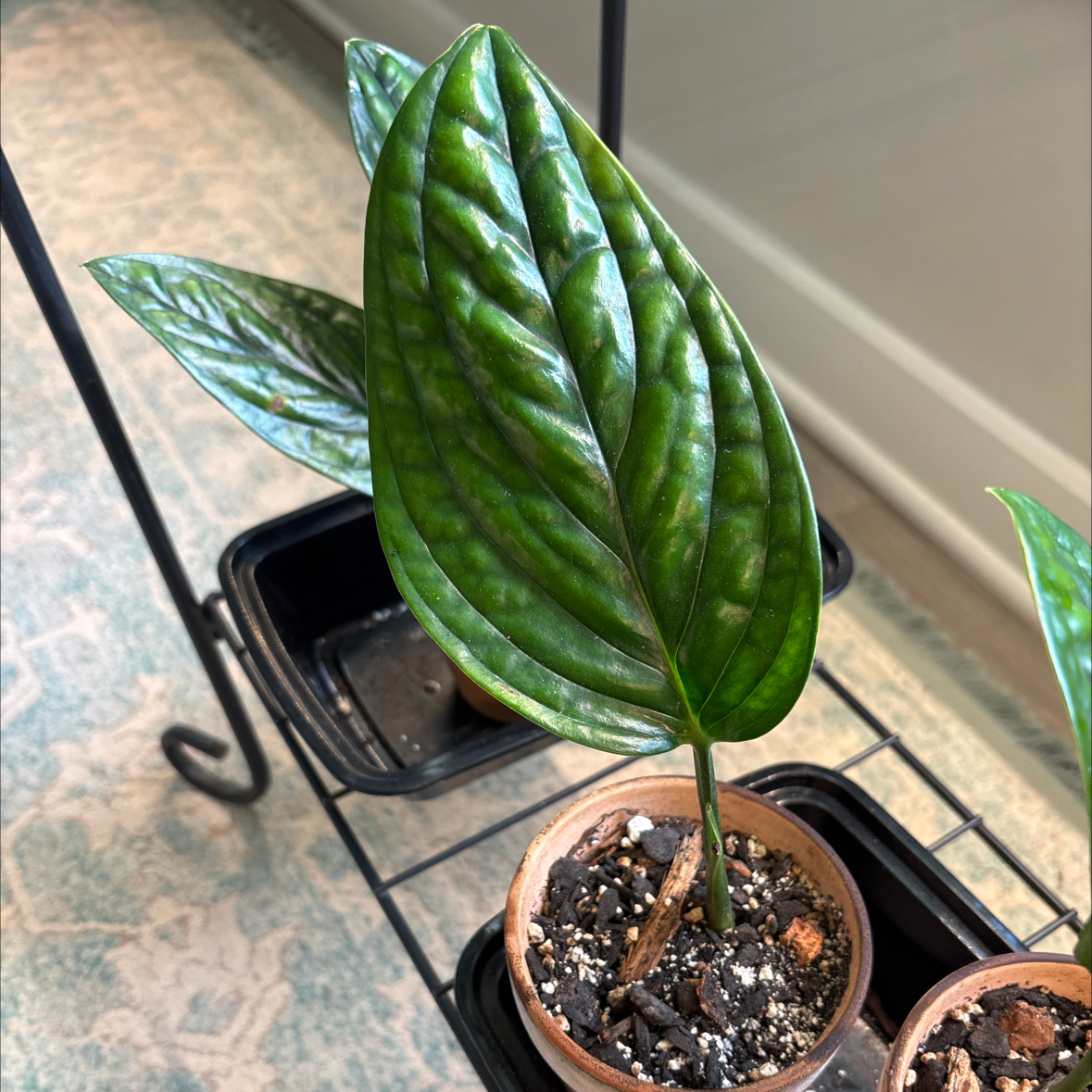 Photo of the plant species Monstera Peru by @Rainyboots named Zion on Greg, the plant care app