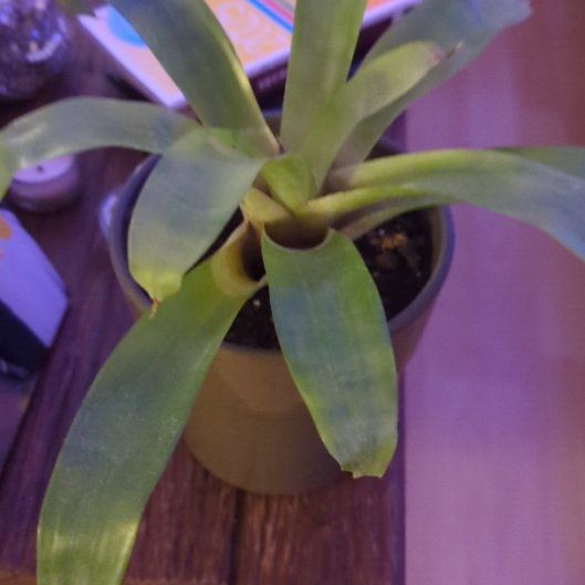 Photo of the plant species Vriesea Carinata by @IntenseLippia34 named Oscar on Greg, the plant care app