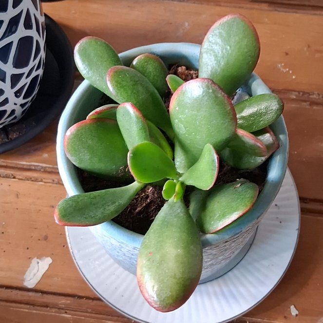 Photo of the plant species Jade Plant by @RadCalethea50 named Ember on Greg, the plant care app