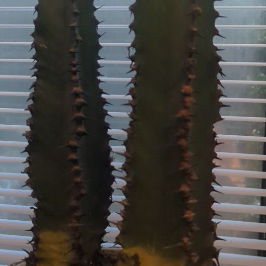 Photo of the plant species Euphorbia ingens 'Chocolate Drop' by @DirectOnionweed named Chocolate Drop on Greg, the plant care app
