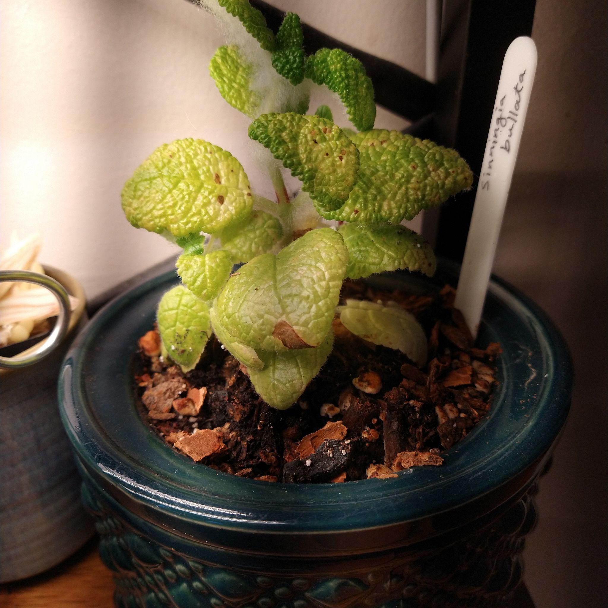 Photo of the plant species Sinningia bullata by @mongoosenamedt named Sinningia bullata on Greg, the plant care app