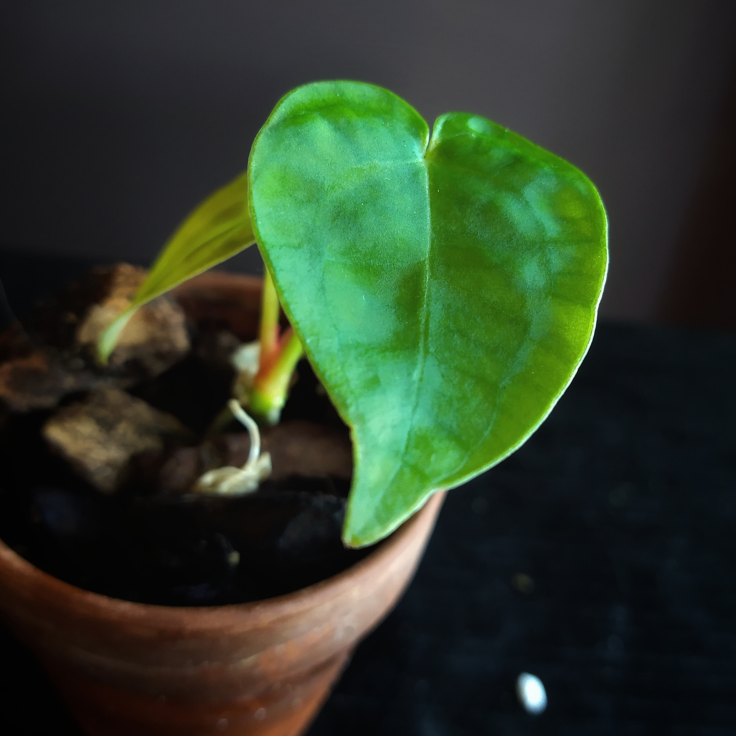 Close-up of a healthy Anthurium forgetii plant in a pot with vibrant green leaves.