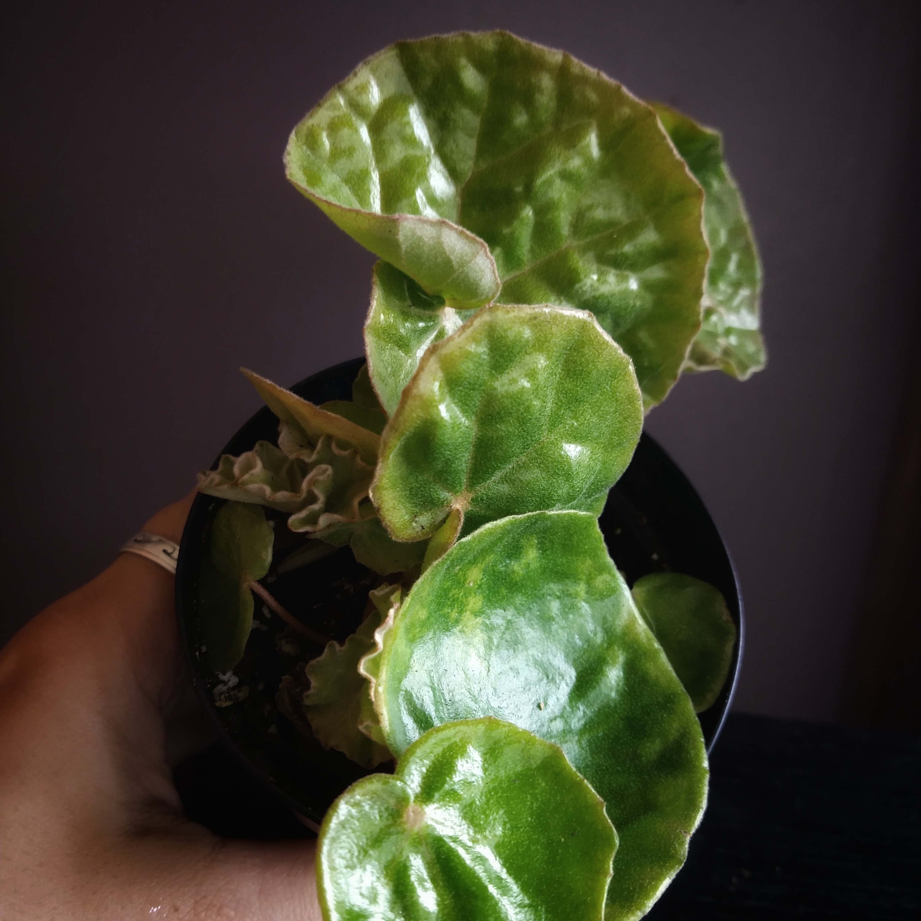 Photo of the plant species Darth Vader Begonia by @mongoosenamedt named Begonia U660 on Greg, the plant care app