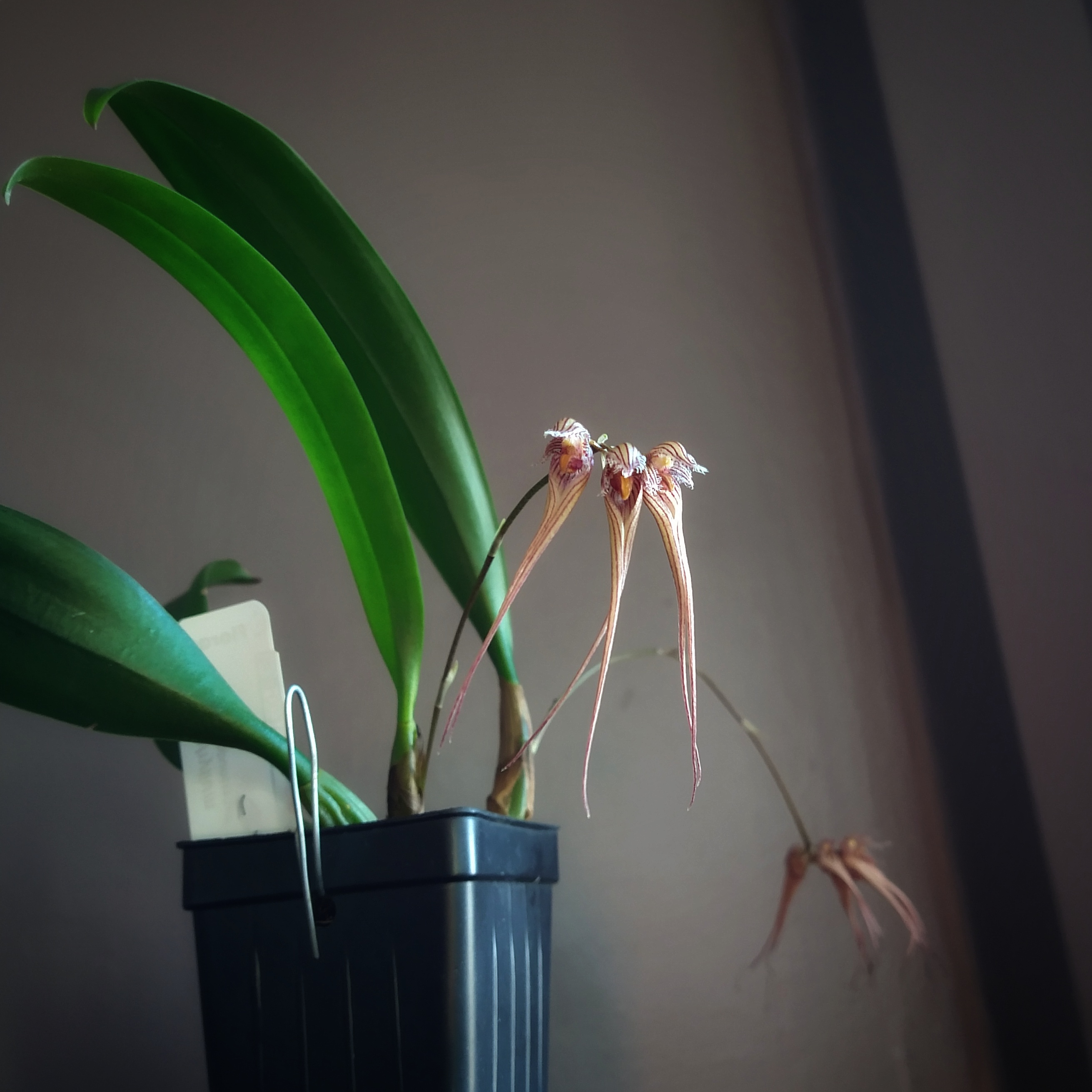 Photo of the plant species Bulbophyllum leandrianum by @mongoosenamedt named Bulbophyllum sanguineopunctatum on Greg, the plant care app
