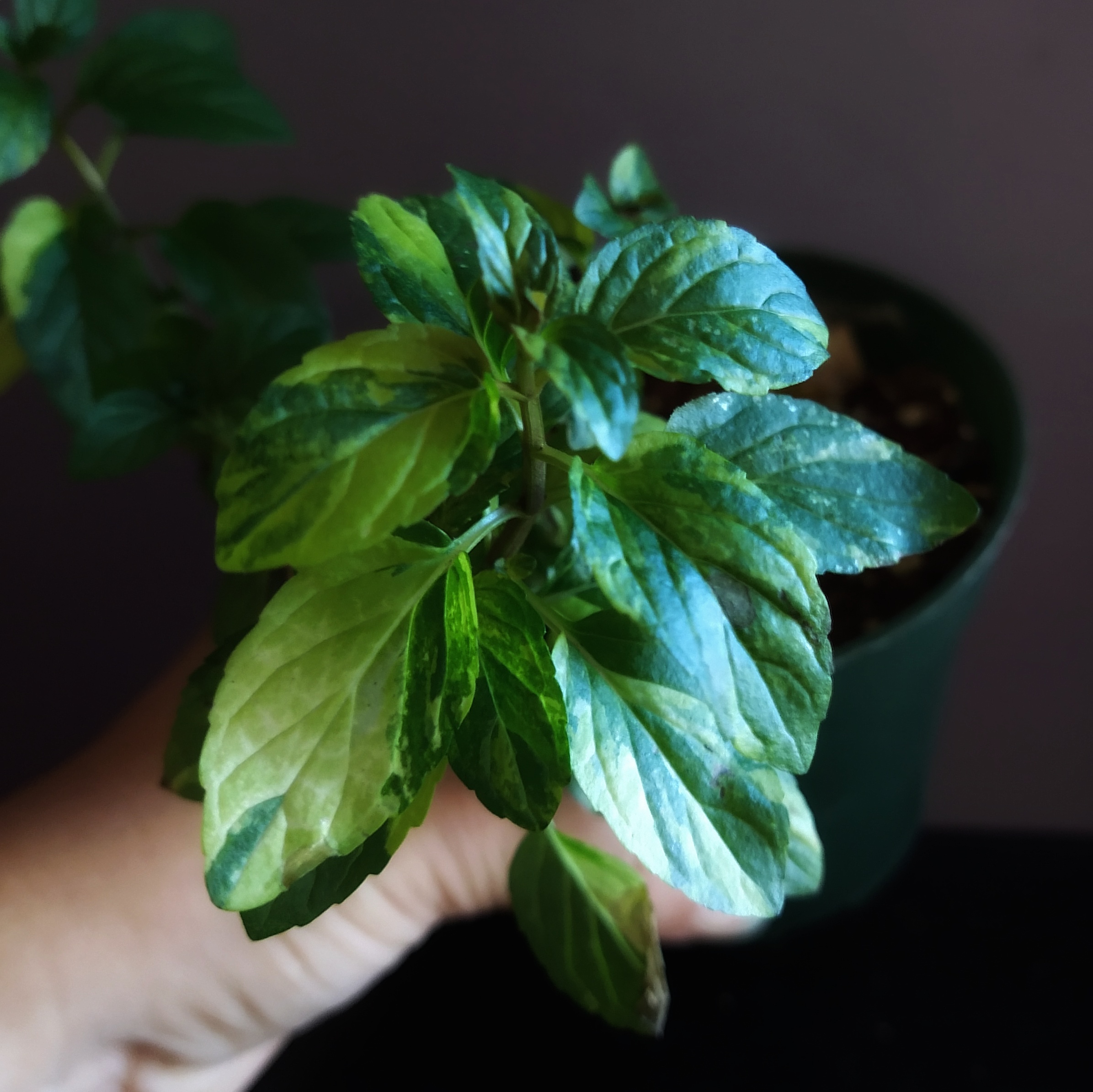 Horse Mint plant with green and yellowing leaves, held by a hand, in a pot with visible soil.