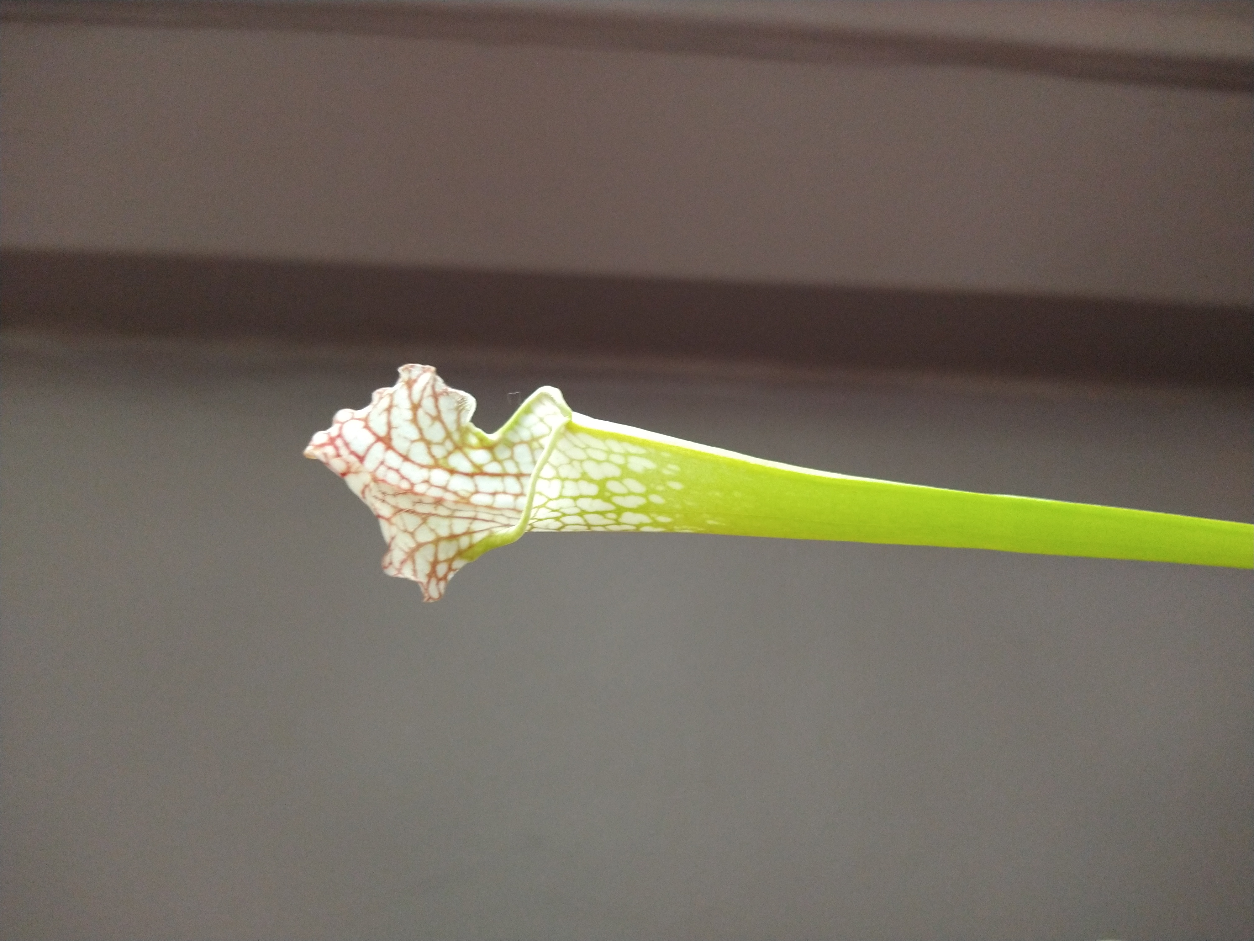 Close-up of a healthy White Topped Pitcher Plant pitcher.