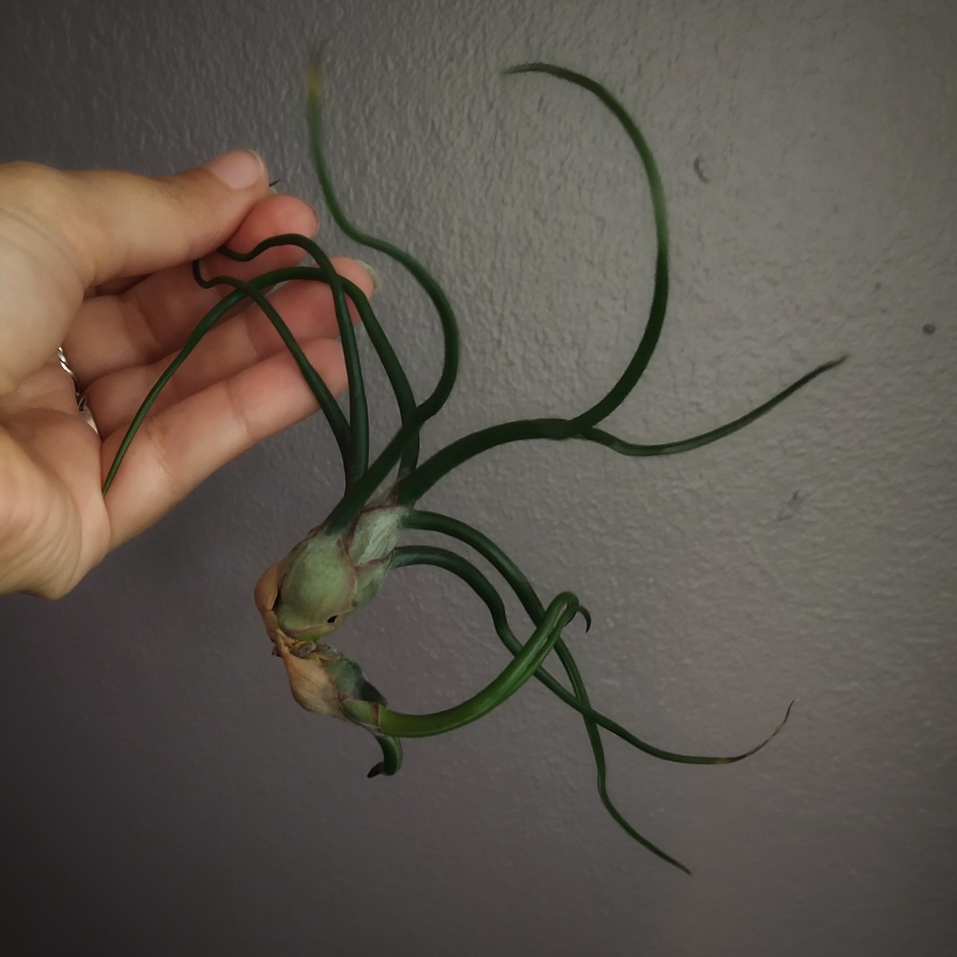Bulbosa Air Plant being held by a hand, with green leaves and no visible discoloration.