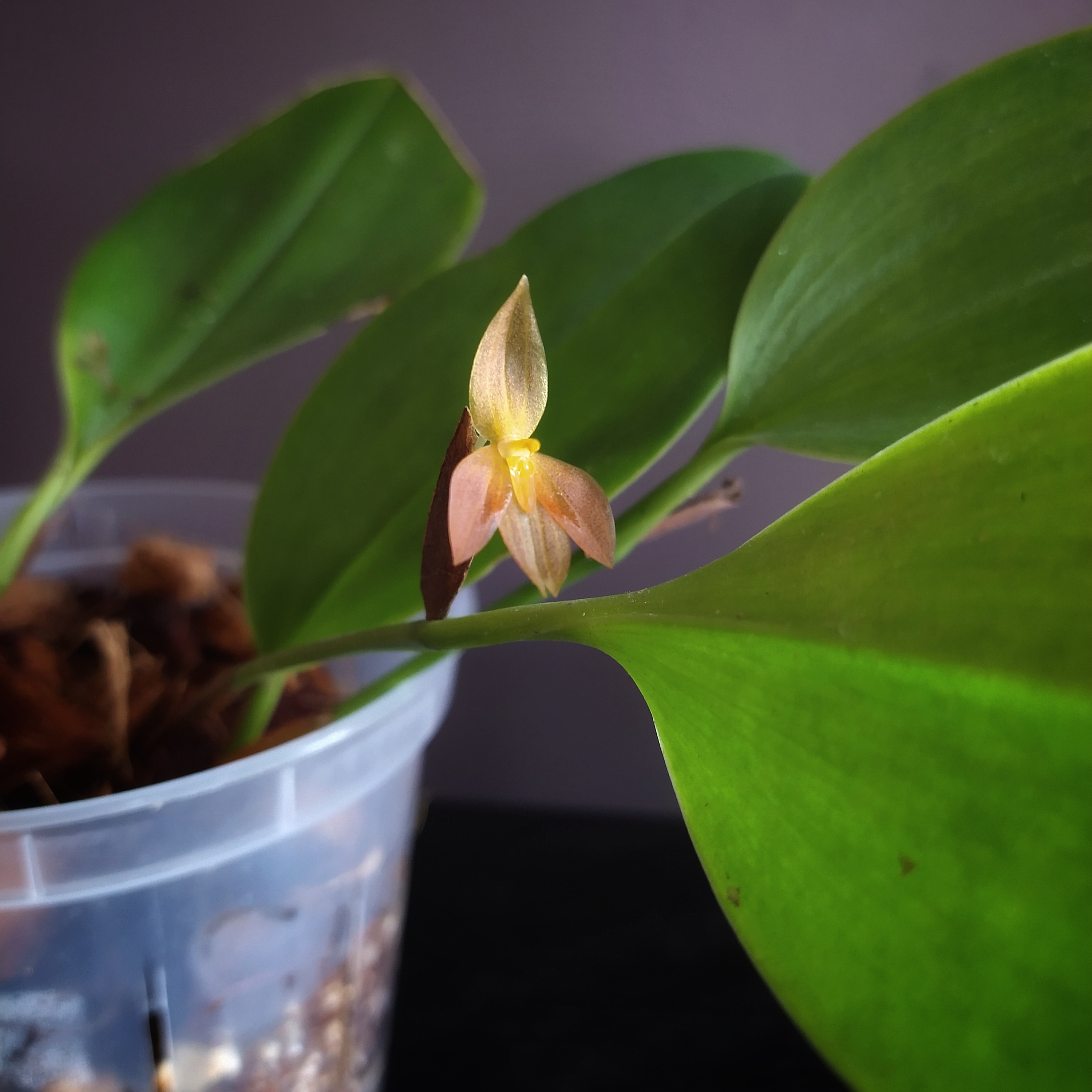 Photo of the plant species Pleurothallis restrepioides by @mongoosenamedt named Pleurothallis sandemanii on Greg, the plant care app