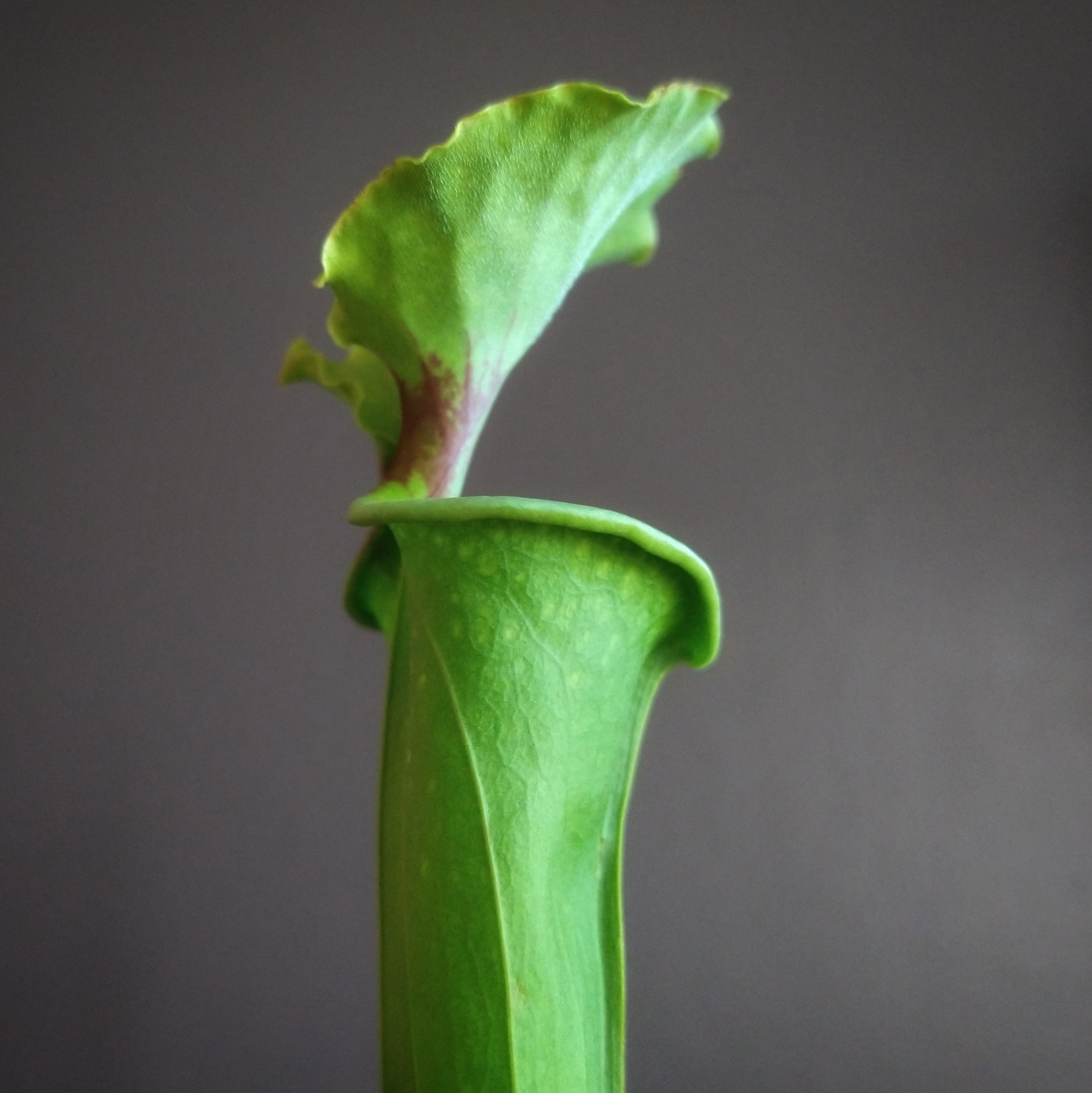 Photo of the plant species Velvet Pitcher Plant by @mongoosenamedt named Sarracenia leucophylla Purple Lips x on Greg, the plant care app