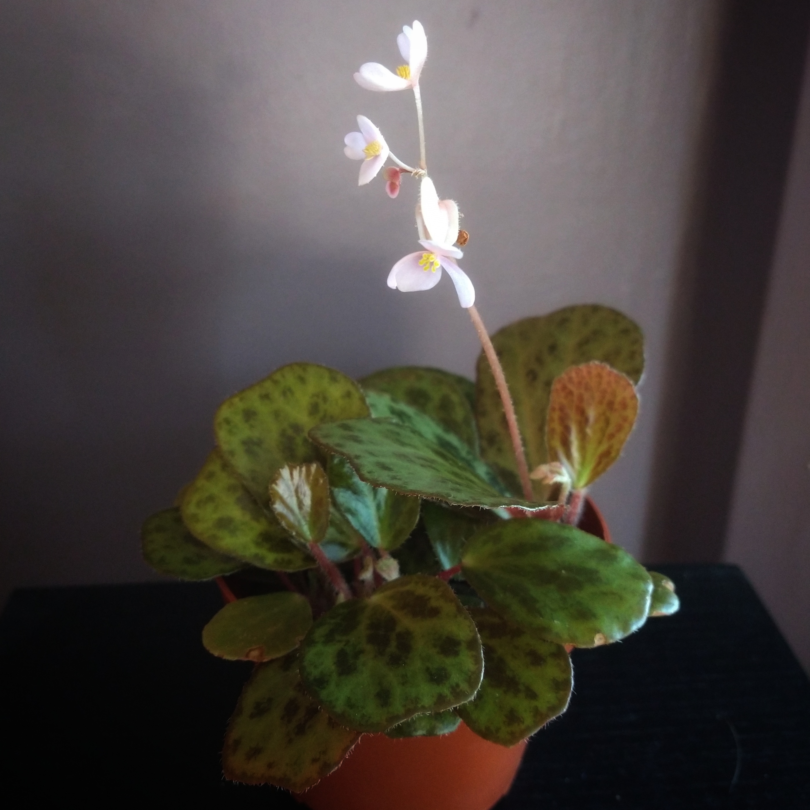 Photo of the plant species Darth Vader Begonia by @mongoosenamedt named Begonia blancii mottled on Greg, the plant care app