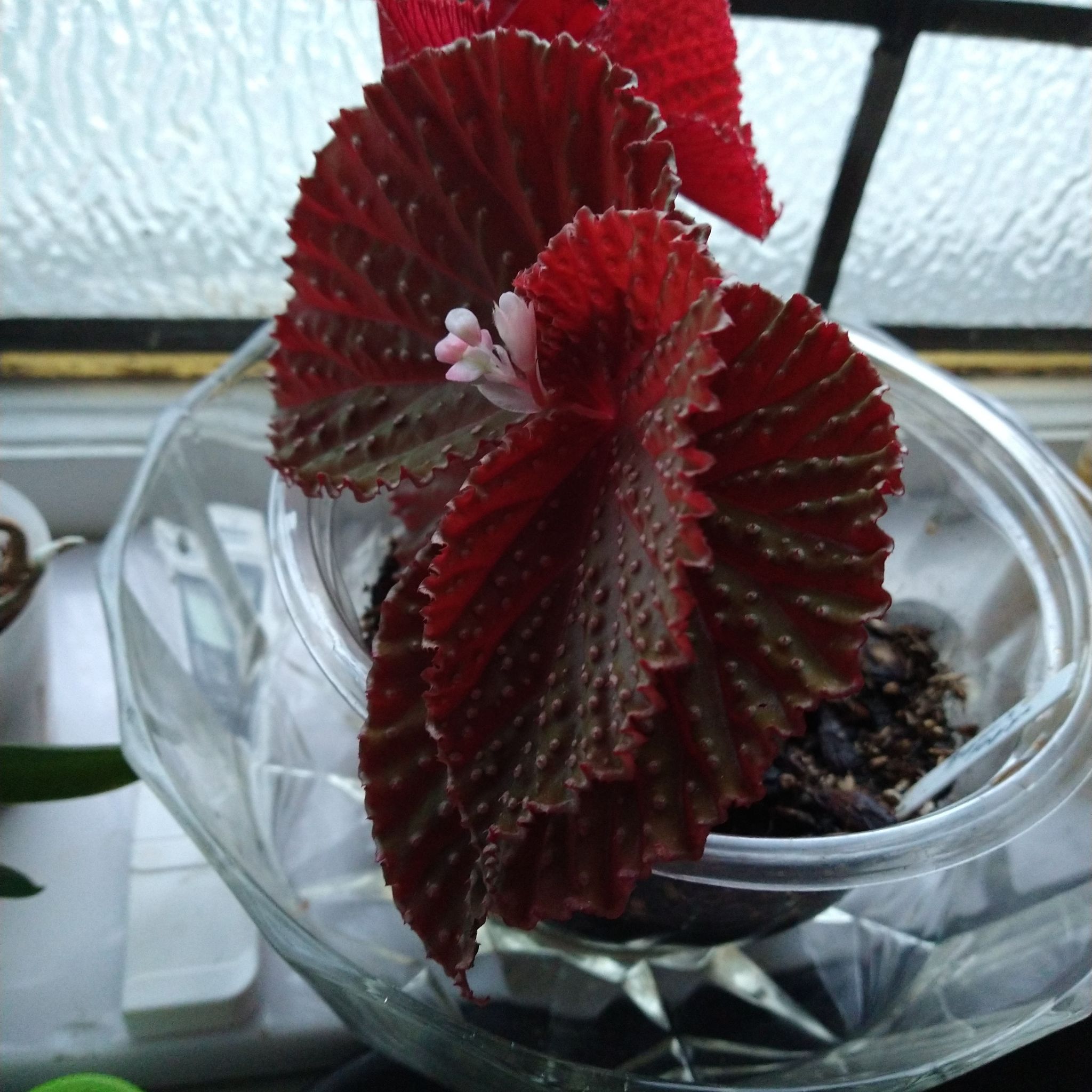 Photo of the plant species Darth Vader Begonia by @mongoosenamedt named Begonia Magiya on Greg, the plant care app