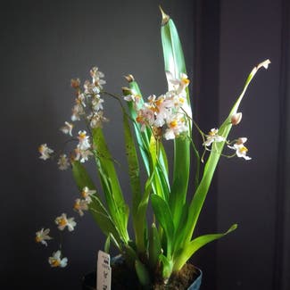 Tsiku Marguerite Orchid plant in Philadelphia, Pennsylvania