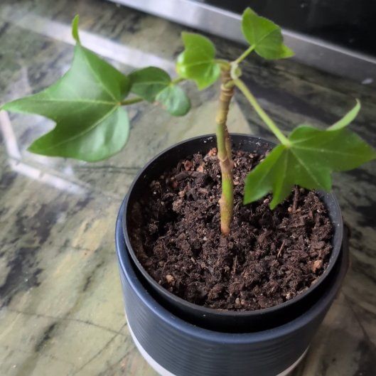 Photo of the plant species Pia Tree Ivy by @PetSnakeplant91 named Clooney on Greg, the plant care app