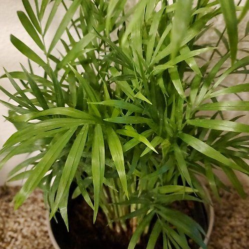 Photo of the plant species neantha bella palm by @AspenJohnson named Bella on Greg, the plant care app