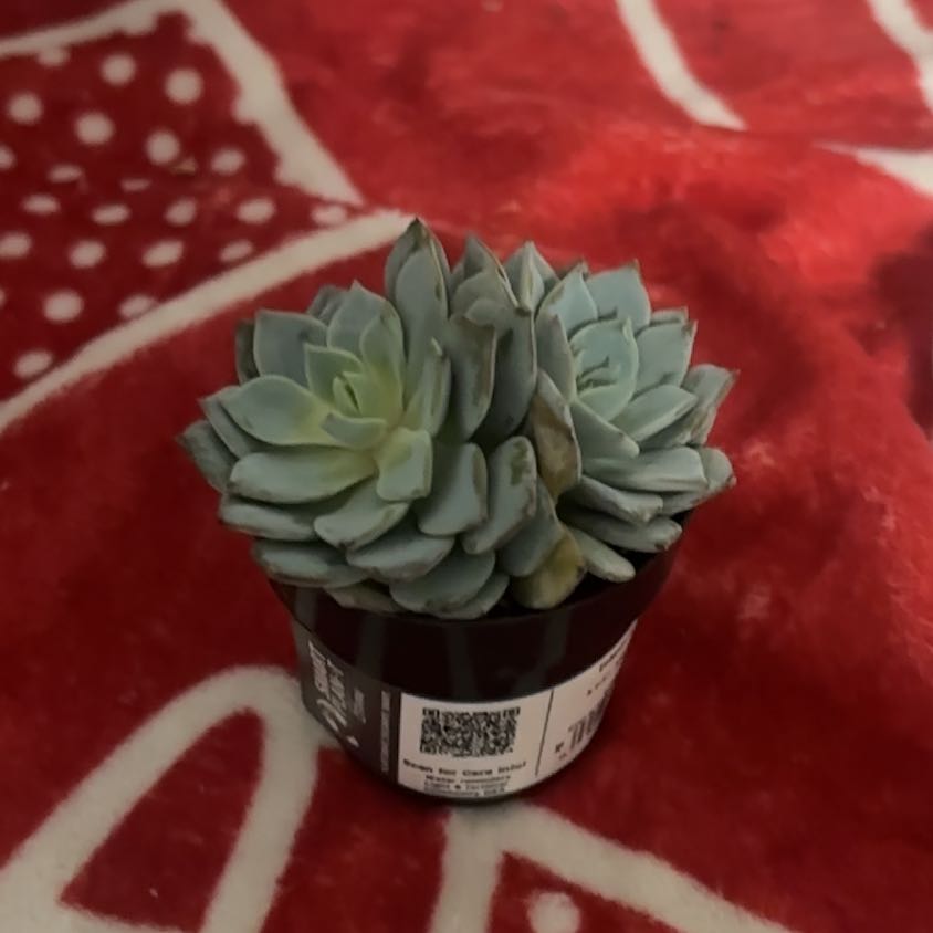 Photo of the plant species Peacock Echeveria by @ZestyPaperwhite named Delilah on Greg, the plant care app