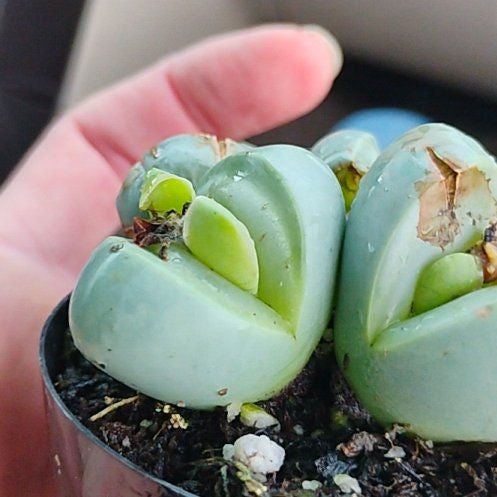 Photo of the plant species Argyroderma pearsonii by @BuoyantChards51 named Plato on Greg, the plant care app