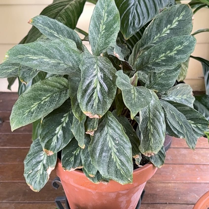 Photo of the plant species Prayer Plant 'Maui Queen' by @YeveShallot95 named Madonna on Greg, the plant care app