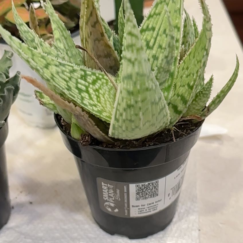 Photo of the plant species Aloe 'Delta Lights' by @SilkenPlain12 named Ulysses S Plant on Greg, the plant care app