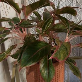 Photo of the plant species King of Siam Chinese Evergreen by @LightIceplant28 named Foxxy on Greg, the plant care app