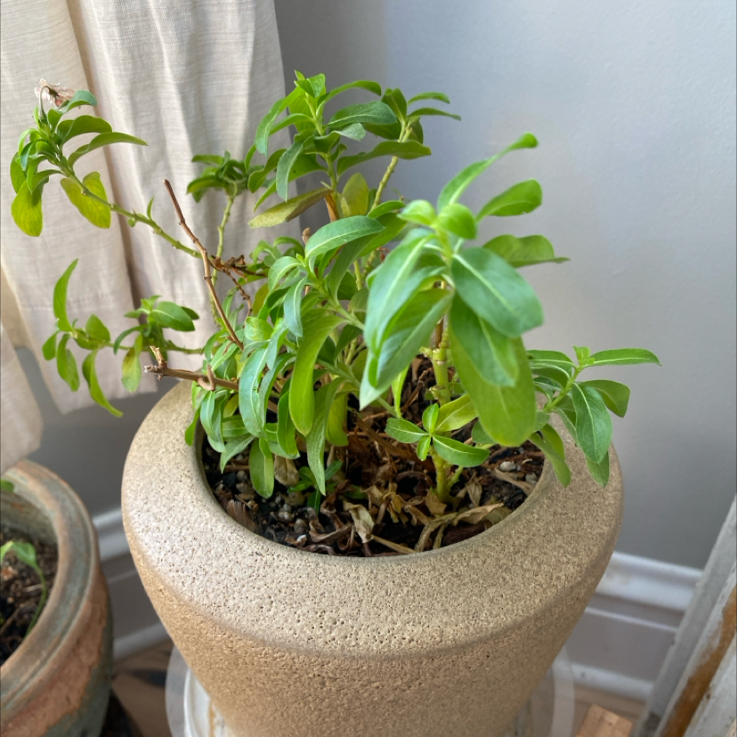 Potted Bright Eyes plant with some yellowing and browning leaves, placed indoors near a window.