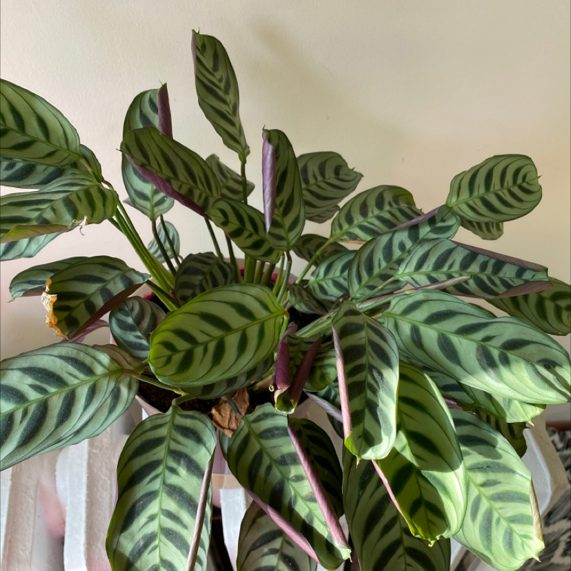 Healthy Fishbone Prayer Plant with lush green and white striped leaves in a herringbone pattern, well-framed image.