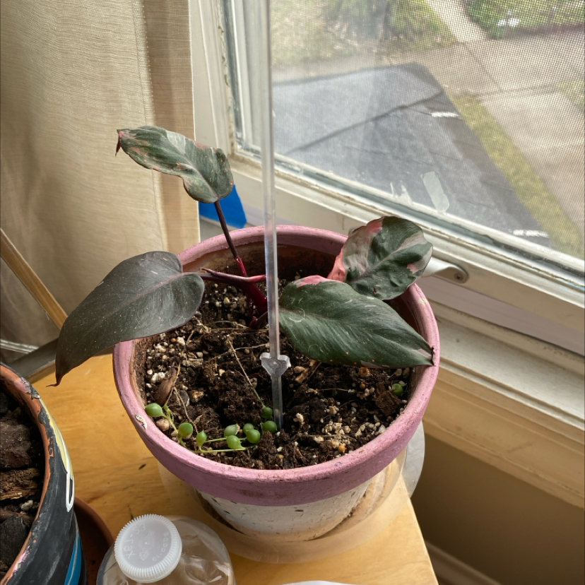 Pink Princess Philodendron in a pot with visible soil and some browning leaves.