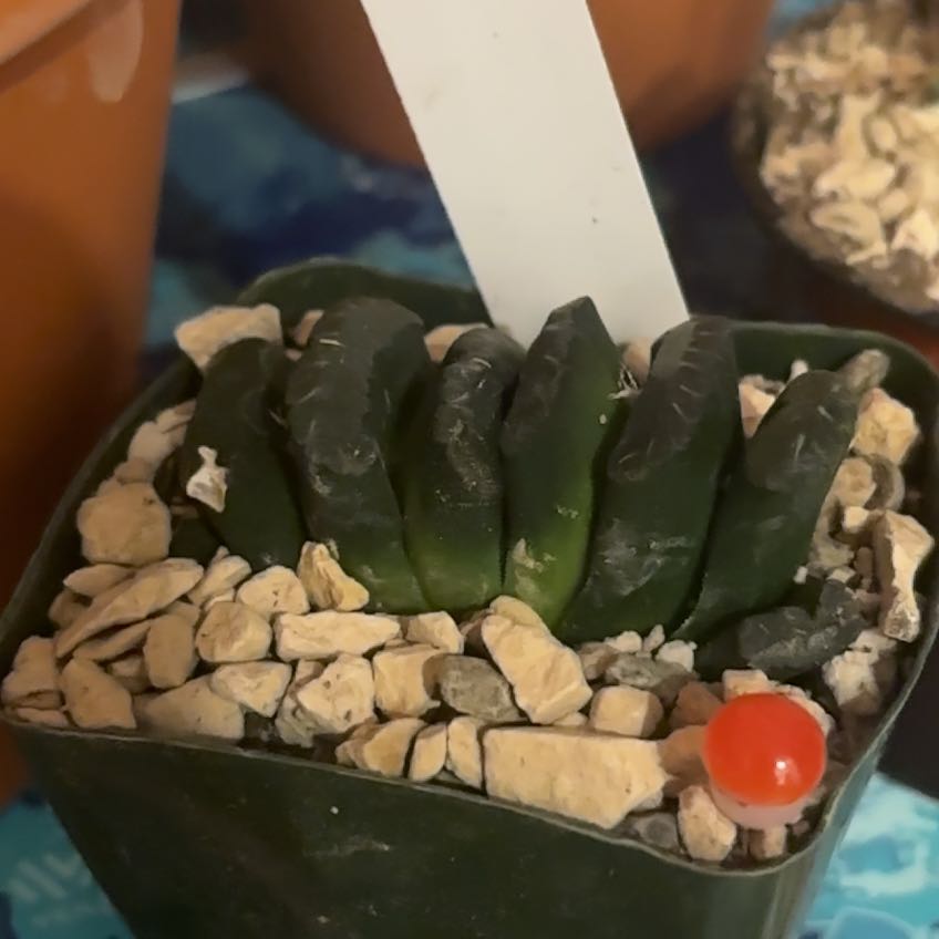Photo of the plant species Haworthia truncata 'Variegata' by @TastyRedsky9 named Maya on Greg, the plant care app