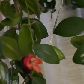 Photo of the plant species Variegated Lipstick Vine by @TiptopSquash5 named Naomi on Greg, the plant care app