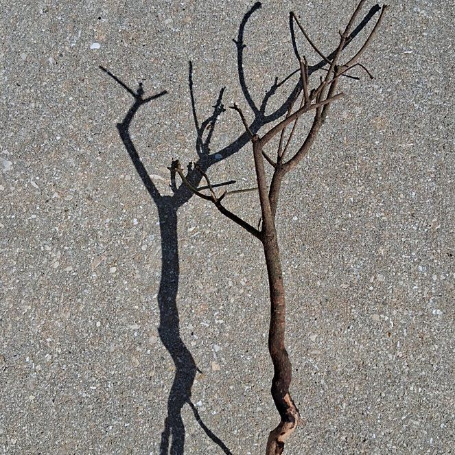 Photo of the plant species Green Sea Fingers by @stephy73 named GirlGully on Greg, the plant care app