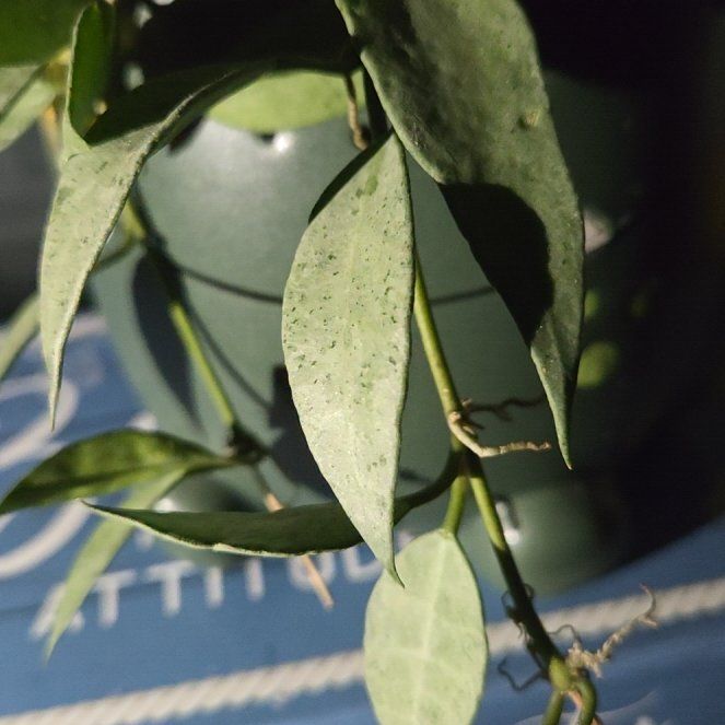 Photo of the plant species Hoya Lacunosa 'Louisa's Silver' by @SirTitoki85 named ShyShy on Greg, the plant care app